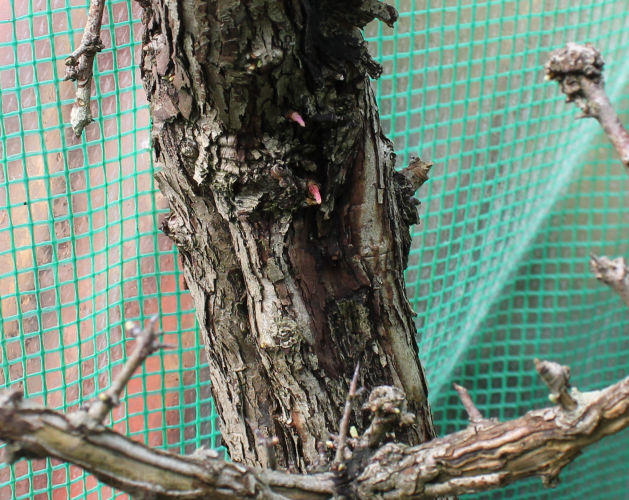 rhizotonic bonsai roots